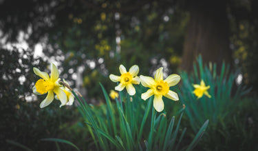 For The Gardener
