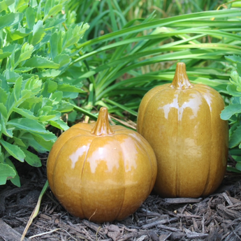 Glazed pumpkins