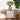 Geranium Carnival Table Linen Collection Runner