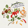 Illustration of red peppers, green leaves, and orange flowers on a white background